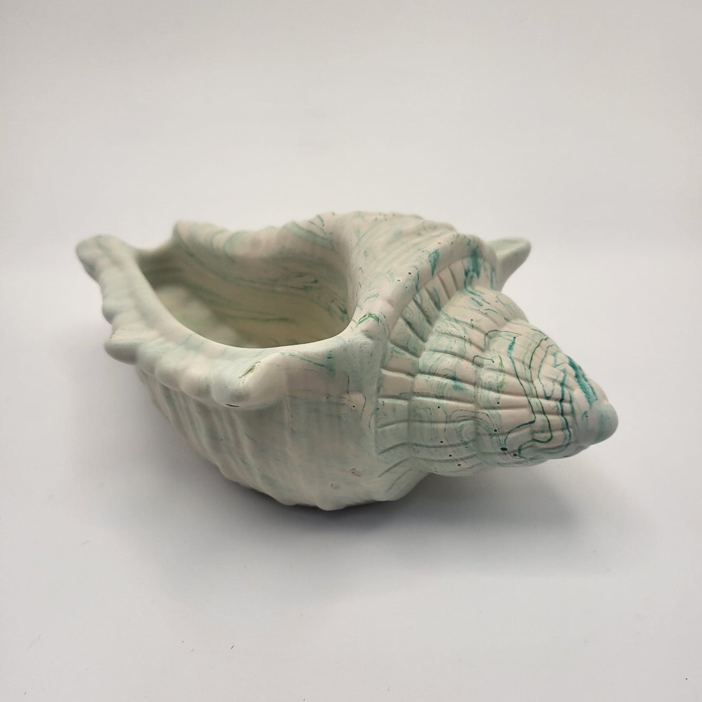 Conch Shell