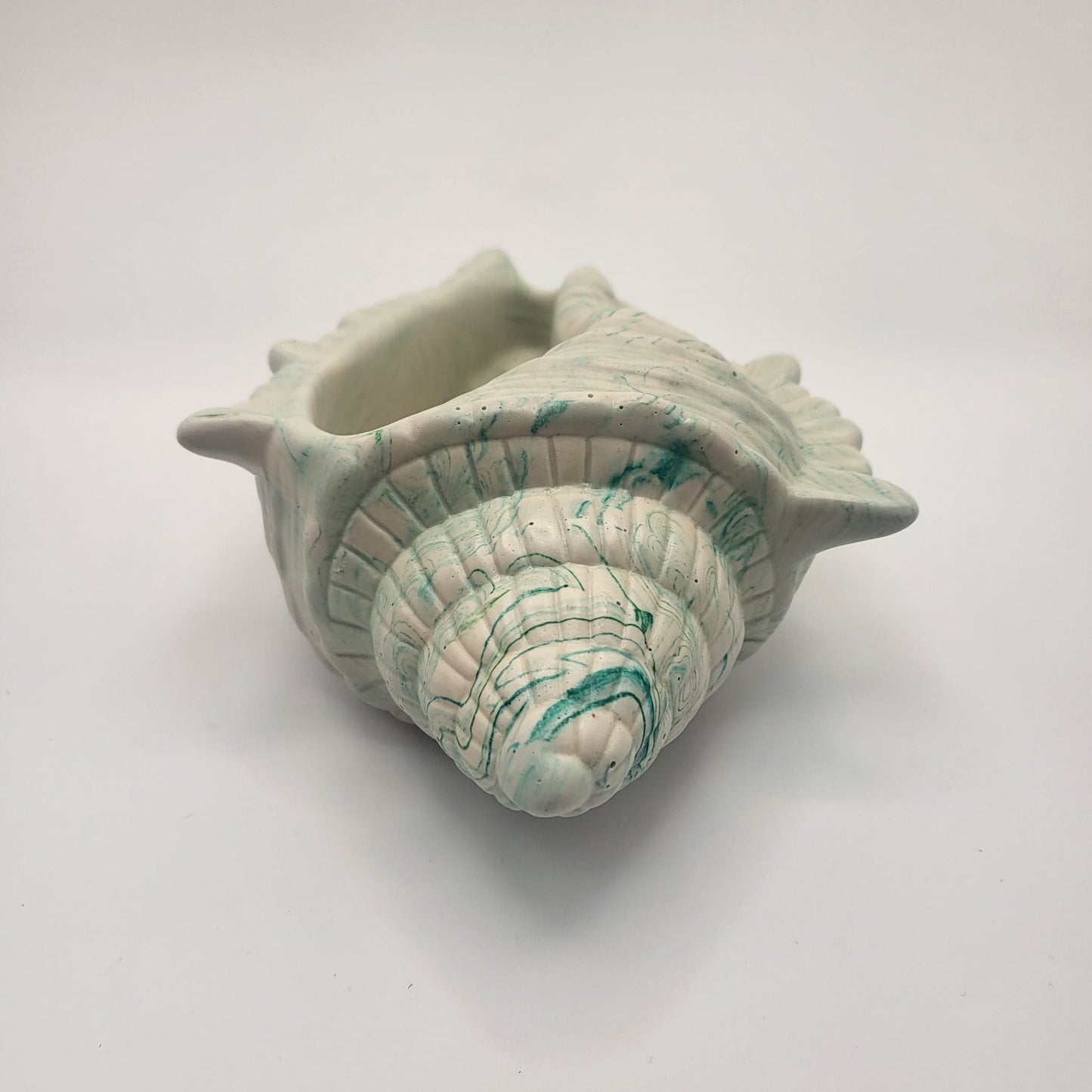 Conch Shell