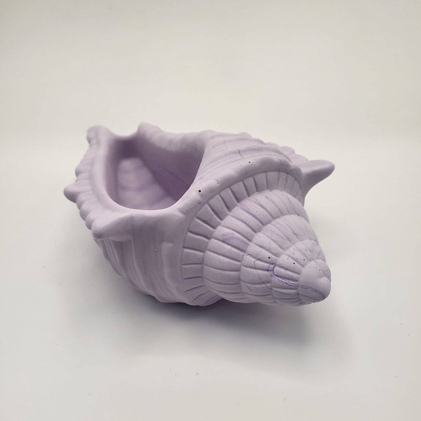Conch Shell