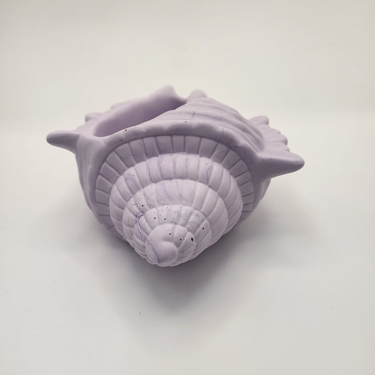 Conch Shell