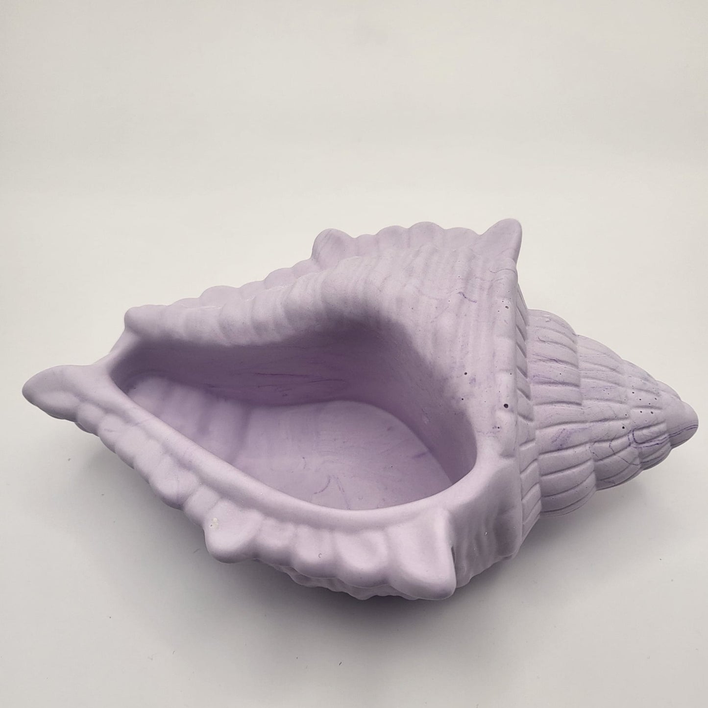 Conch Shell