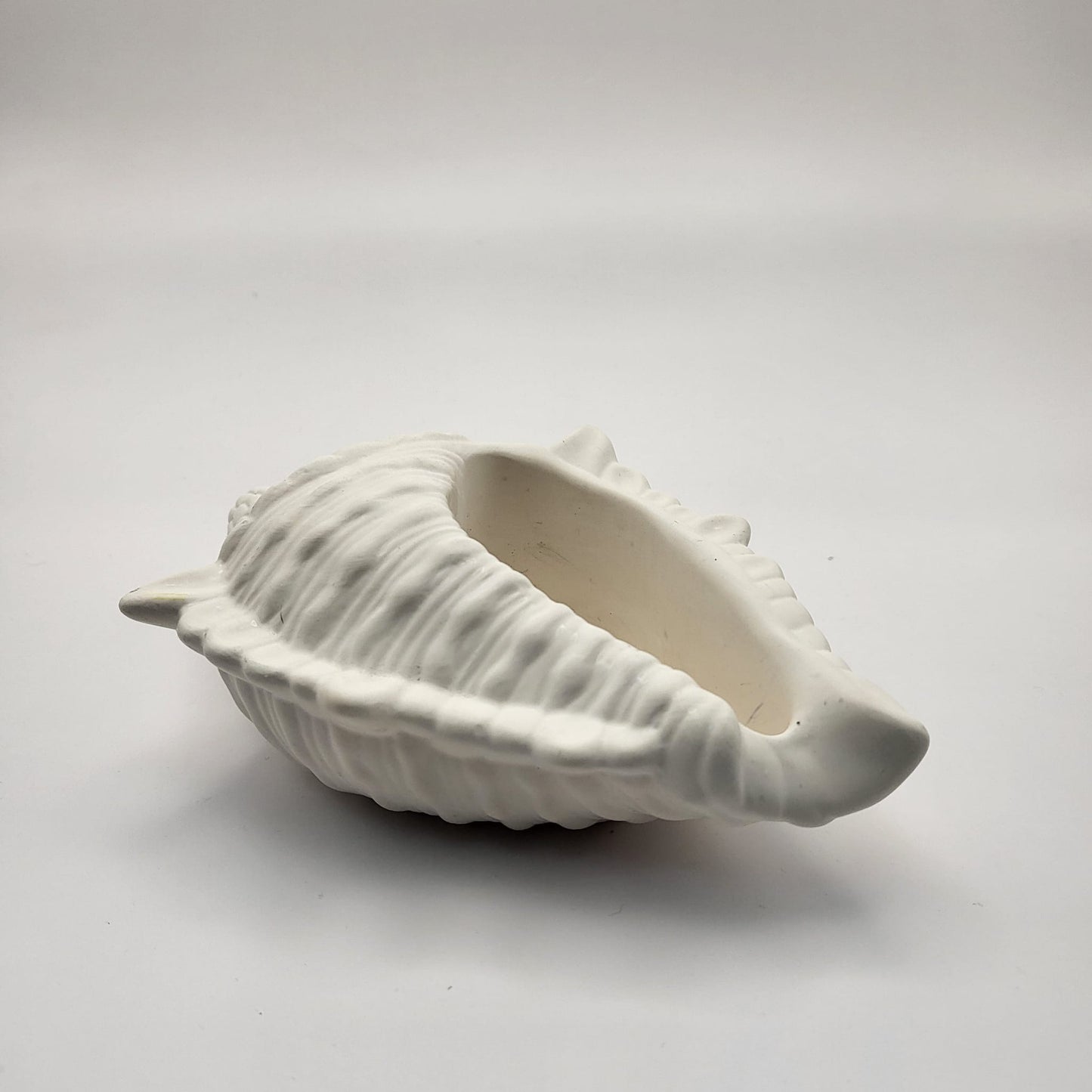 Conch Shell