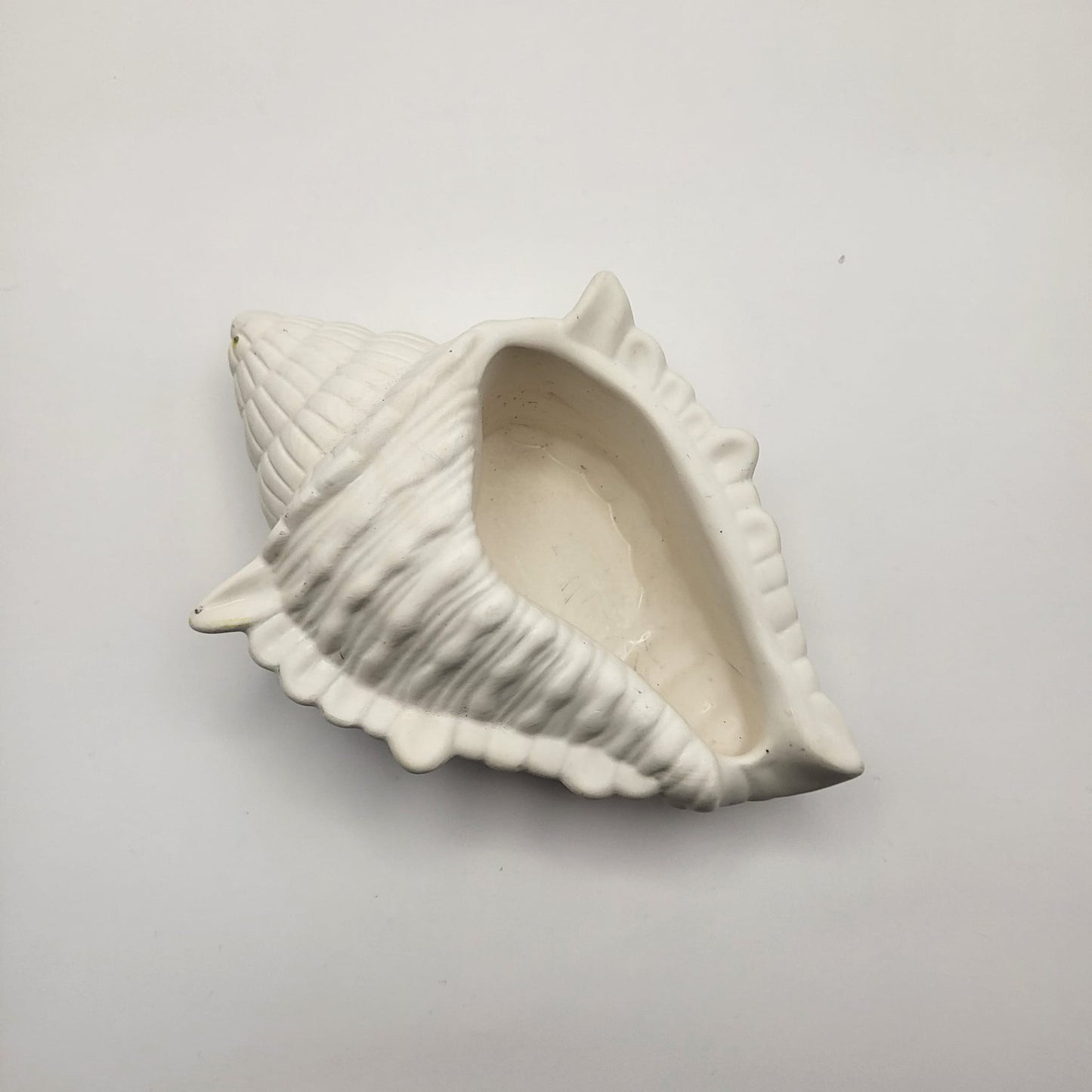 Conch Shell